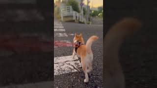 【柴犬】マテとヨシ【shiba inu】#shorts #sibainu #柴犬との暮らし