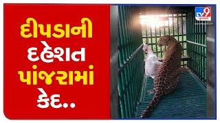 Gir-Somnath: 2 leopards trapped in cage in past 2 days from a residential area of Kodinar | TV9News