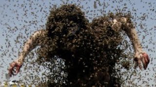 Bee attack on humans in India