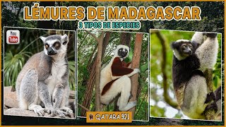 Lémures de Madagascar - 3 tipo de especies #documental  #educativo