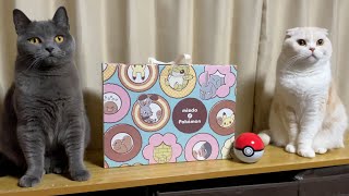 Why the Mister Donut 2025 Lucky Bag Is a Great Deal – Unboxing with Cats!