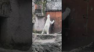 ポロロ・カメラスタッフが気になる#とくしま動物園 #ホッキョクグマ #動物園#ポロロ #polarbear #シロクマ #bear