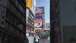 Kawaii♡ 大阪 🇯🇵秋田犬3D廣告Osaka Dontunbori Akita Dog 3D ad 🐕 #japantravel #osaka