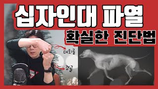 강아지의 십자인대 파열 확실한 진단법ㅣ실시간 진료상담