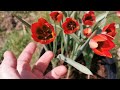 tulipa orphanidea an uncommon copper red tulip species