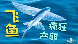 数千条飞鱼变海王在棕榈叶繁殖产卵 被困叶中和鱼卵一起沉入海洋