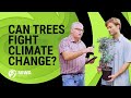 How trees fight climate change