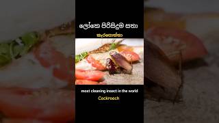 මෙයා නම් මාරයි 🤔😬🧐 it is very clean wow cockroach කැරපොත්තා in the kitchen