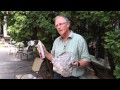 How to remove a wasp nest with insecticidal spray