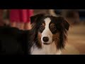 show dogs trailer 1 movieclips trailers