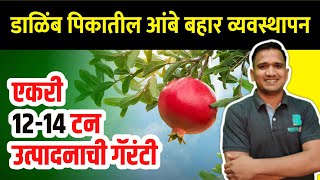 डाळिंब पिकातील आंबे बहार व्यवस्थापन | dalimb ambe bahar niyojan