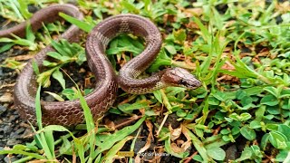 Indian wolf snake or common wolf snake (nonvenomous) #indianwolfsnake #wolfsnake #indiansnake #wild