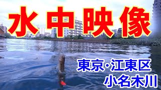 【江東区/小名木川】良さげなハゼ釣りスポット探すぞ～～～～～