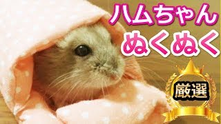 めっちゃ可愛い～布団を使って眠る小動物に悶絶♡じっくり見てください【ランキングワールド】