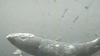 GHOST NETS OF PUGET SOUND #shorts #gillnet #cute #environment #fishing #fish #happy #nature #cool