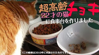 【22歳全盲の猫チョキまとめ】その６　超高齢猫チョキの足が弱ったので食事台を手作りしました　#盲目の猫 #高齢猫 #猫の食事台