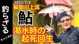 【鮎釣り2022】板取川上流で渇水攻略！良型アユ！