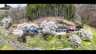 2024 4 14東和祭田の桜