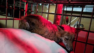 Volunteers rescue red foxes afflicted with mange