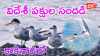 కాకినాడలో విదేశీ పక్షులు సందడి||other country birds in coringa mangrove forest||@cec