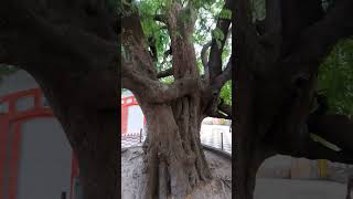 Ambika kalna tamrind tree ಪುಳಿತ ಮರ #tuluchavadi #iskcon #krishna #gauranitai #tulunadu #tulu