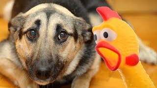 Funny animals with shrilling chicken  - 🐣 🐥