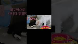 내가  냥아치 ~!  I'm a gangster cat 私はギャングスター猫