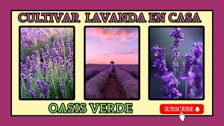 🪻Como Cultivar LAVANDA en casa fácil | OASIS VERDE