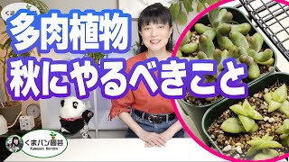 多肉植物・秋にやるべきこと3つ【くまパン園芸】