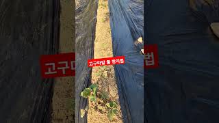 prevention of grass in sweetpotato fields(고구마밭풀방지법)비닐멀칭을고구마밭고랑에했다.잡초방지책 #귀농귀촌 #shortsfeed