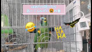 アオボウシインコのおしゃべり　ほめたり叱ったり、あーしんどい😵の巻