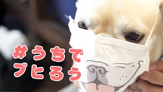 うちでブヒろうお昼休みライフ配信【フレンチブルドッグのおかか】【frenchibulldog】247