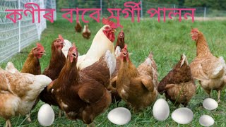 50 টা লোকেল মুৰ্গীৰ বাবে এটা ফাৰ্ম ।।  50 hen poultry farming ।। কণীৰ বাবে মুৰ্গীৰ ফাৰ্ম