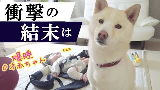 Happening! ? Can a Shiba Inu watch over a sleeping baby without waking it up?