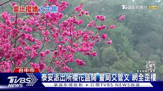 河面櫻花兩相和 杉林溪椿寒櫻盛開 倒映成美景｜TVBS新聞 @TVBSNEWS01