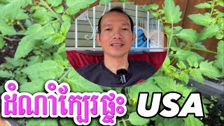 Episode 19: សួនបន្លែក្បែរផ្ទះនៅអាមេរិក