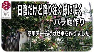 日陰でも降り注ぐ様に咲くバラ🌹庭作り　簡単アーチニコイチ×2でガゼボを作りました。　小部屋の窓からバラ🌹達を眺めるながら最期を終えたらなんて素敵でしょう！妄想しながら作業します。