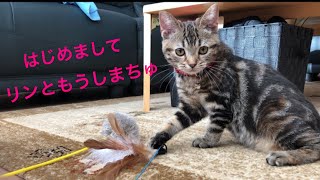 アメショの子猫が我が家にやってきた♡（生後4ヶ月の時）American shorthair