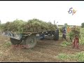 japanese mint for first time in the telugu states by prakasam farmer