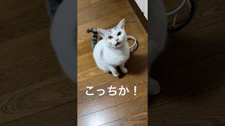 右も左もよくわからん！な、泣き叫ぶ猫#ねこのいるねことのくらし