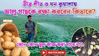 আলুর আর্লি ব্লাইট ও লেট ব্লাইট/নাবীধ্বসা/মড়ক রোগ দমন করবেন কিভাবে?