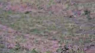 super dumb ass good shot