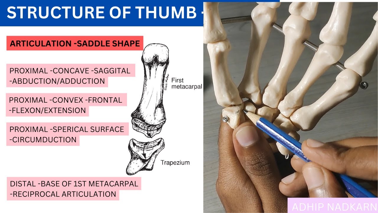 CMC JOINT OF THUMB( HAND COMPLEX BIOMECHANICS)Physiotherapy - YouTube