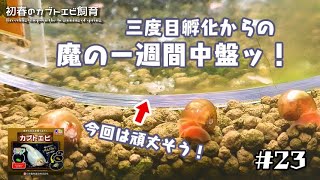 【初春のカブトエビ飼育2023】#23 魔の一週間中盤！！甲羅の形も良い！