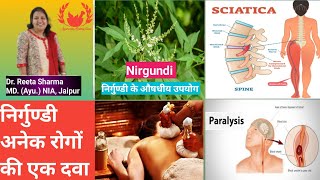 निर्गुण्डी के औषधीय उपयोग, निर्गुण्डी अनेक रोगों की एक दवा #hindi #paralysis #ayurvedicmedicine