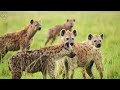 wild namibia the chosen ones of the desert incredible wild nature documentary