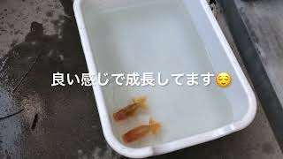 らんちゅう飼育日記　その⑤