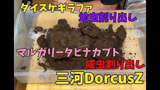 ダイスケの産卵セット割り出し＆マルガリータヒナカブトの成虫割り出し