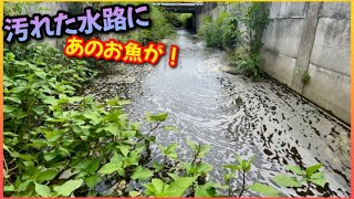 誰も近づかない汚い水路に国宝級の綺麗な魚達がいた！！【ガサガサ大好き夫婦】