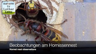 Beobachtungen am Hornissennest. Hornet observation